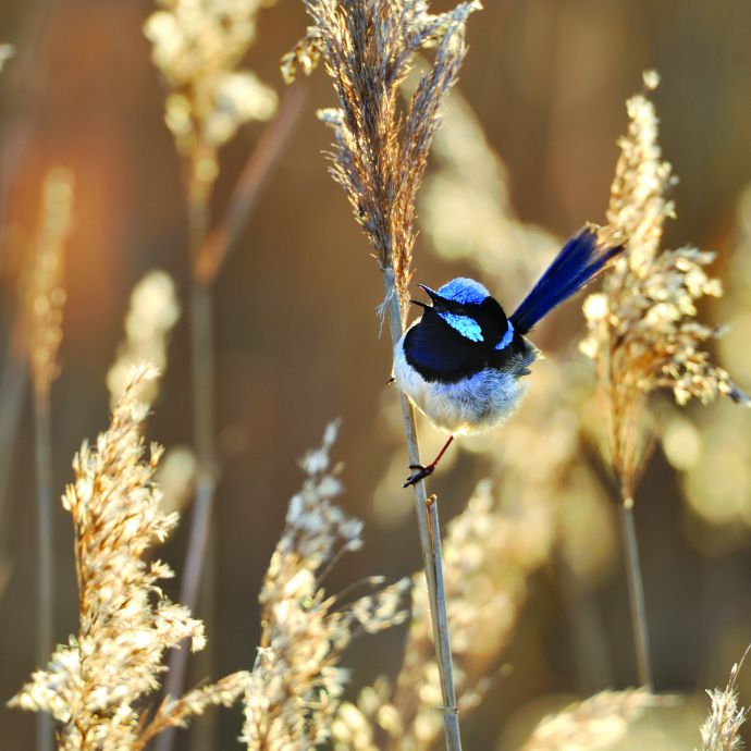 Bird watching